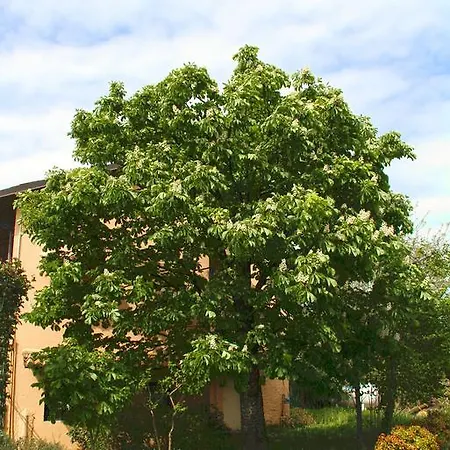 Il Vigneto Affittacamere