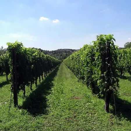 Il Vigneto Affittacamere Casa di campagna Manerba del Garda