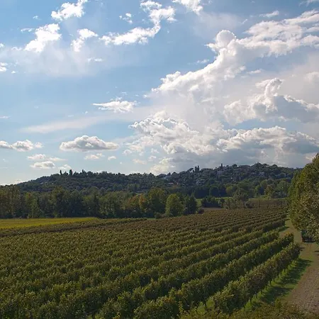 Hotel Il Vigneto Affittacamere Manerba del Garda